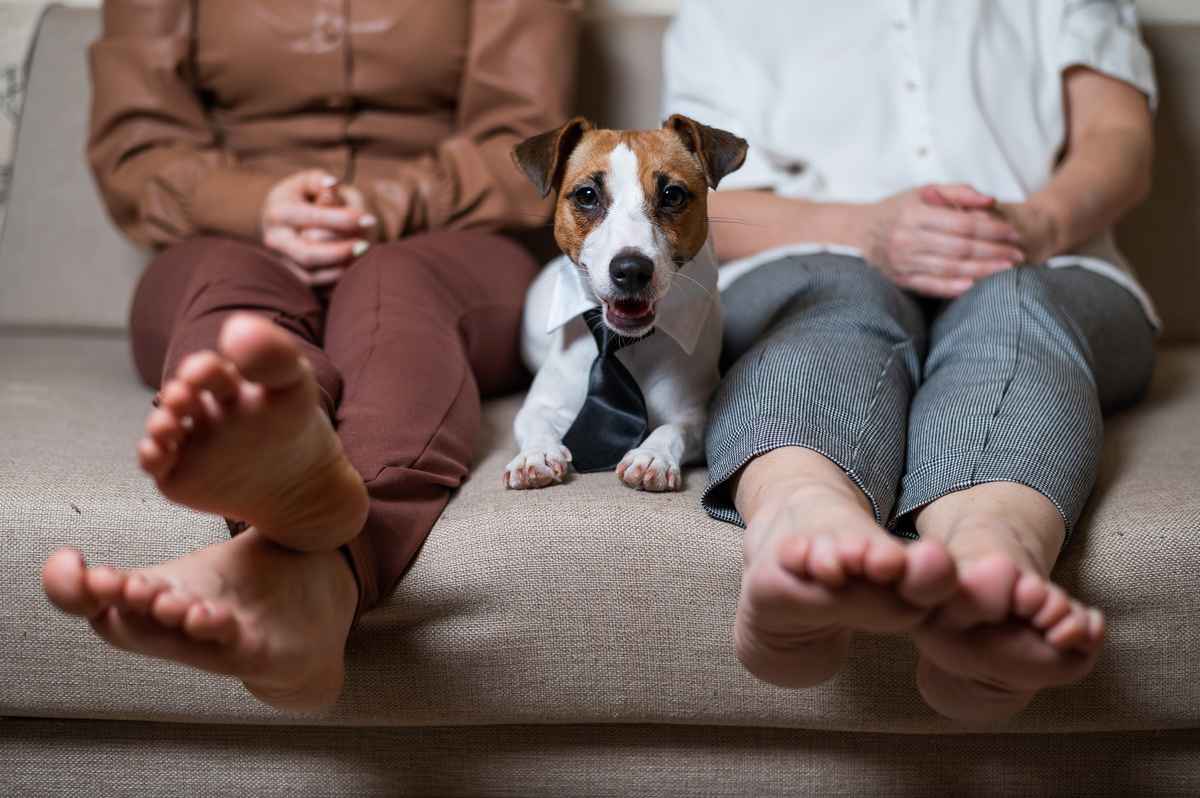Jack Russel Terrier sentado em sofá no meio de dono e dona