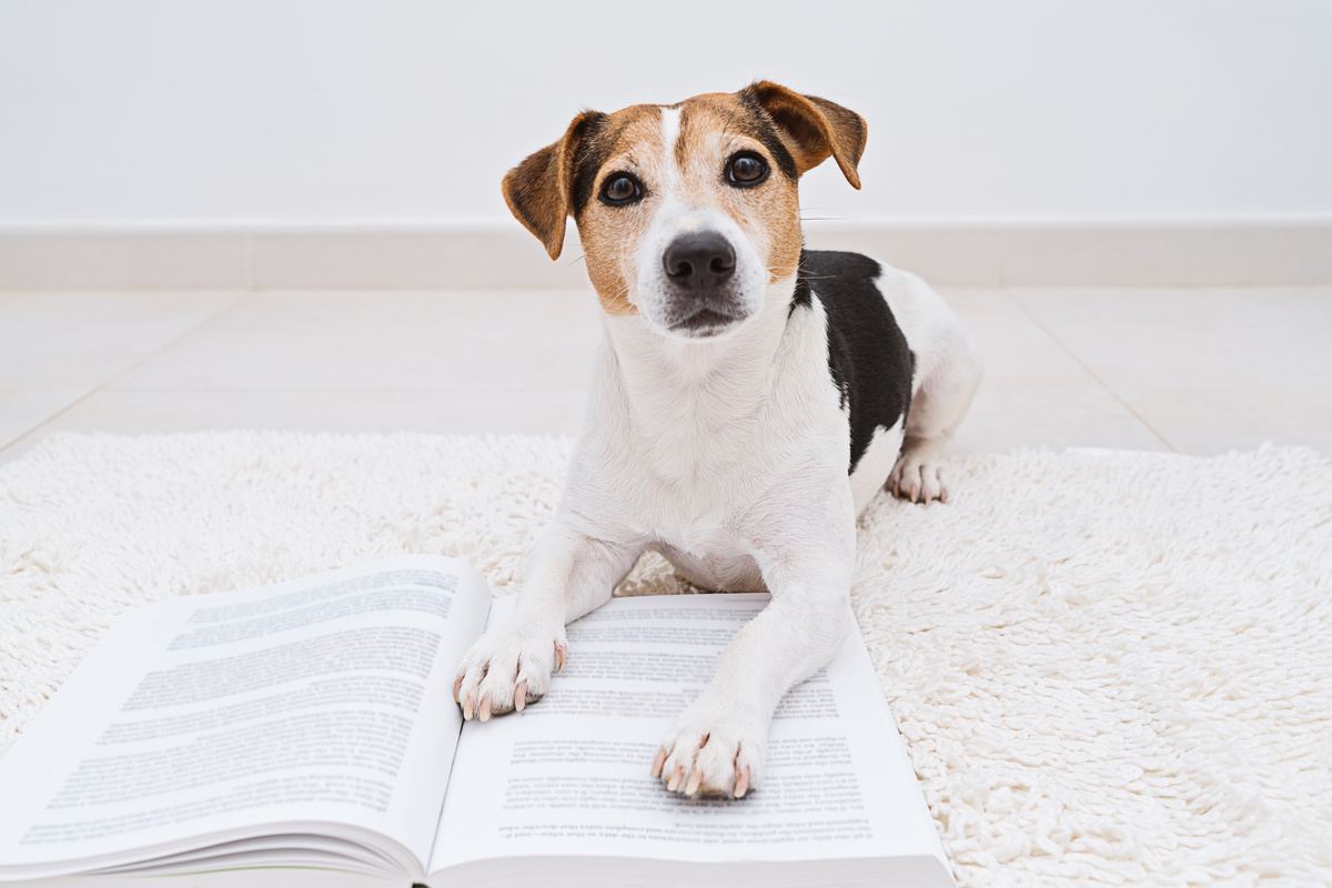 Jack Russel Terrier deitado encima de livro aberto