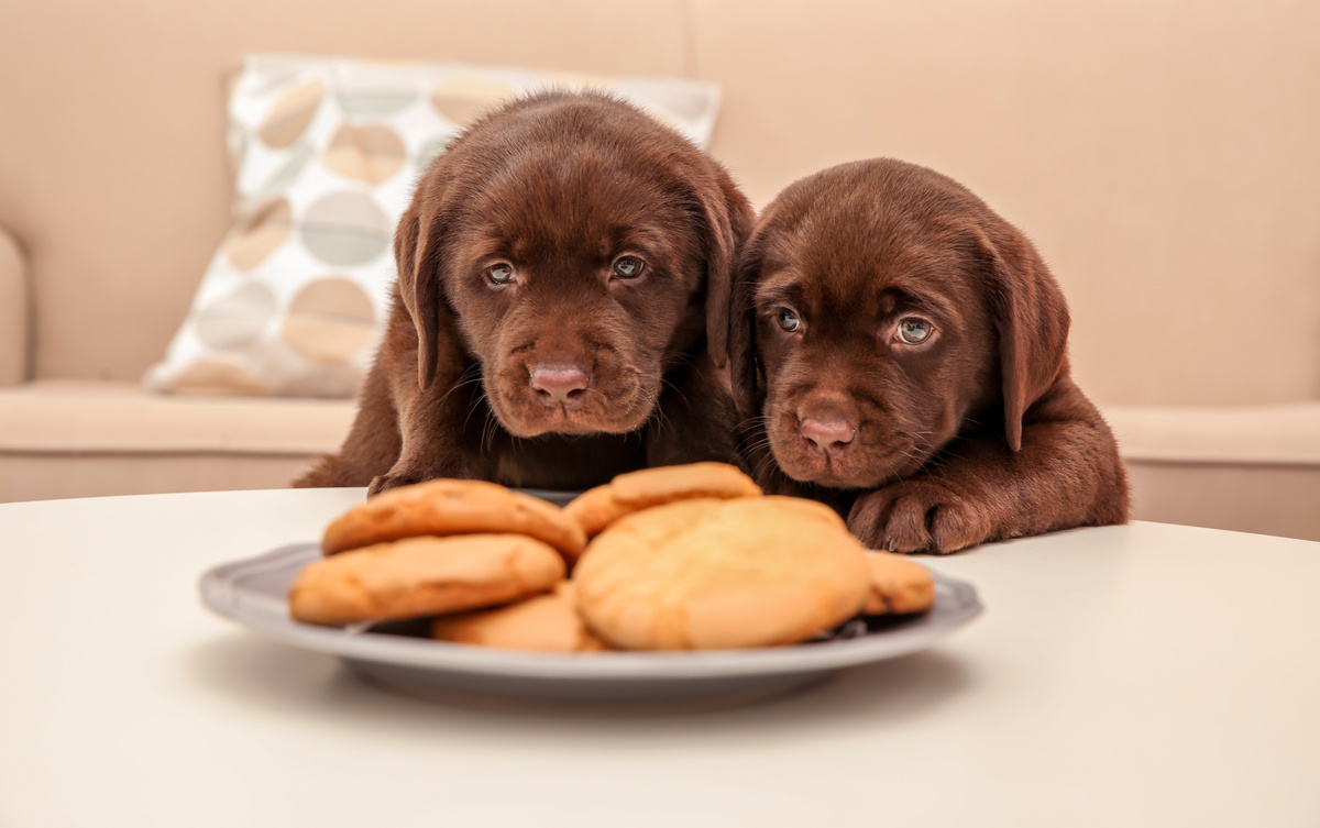 Dois cães filhotes olhando para biscoitos