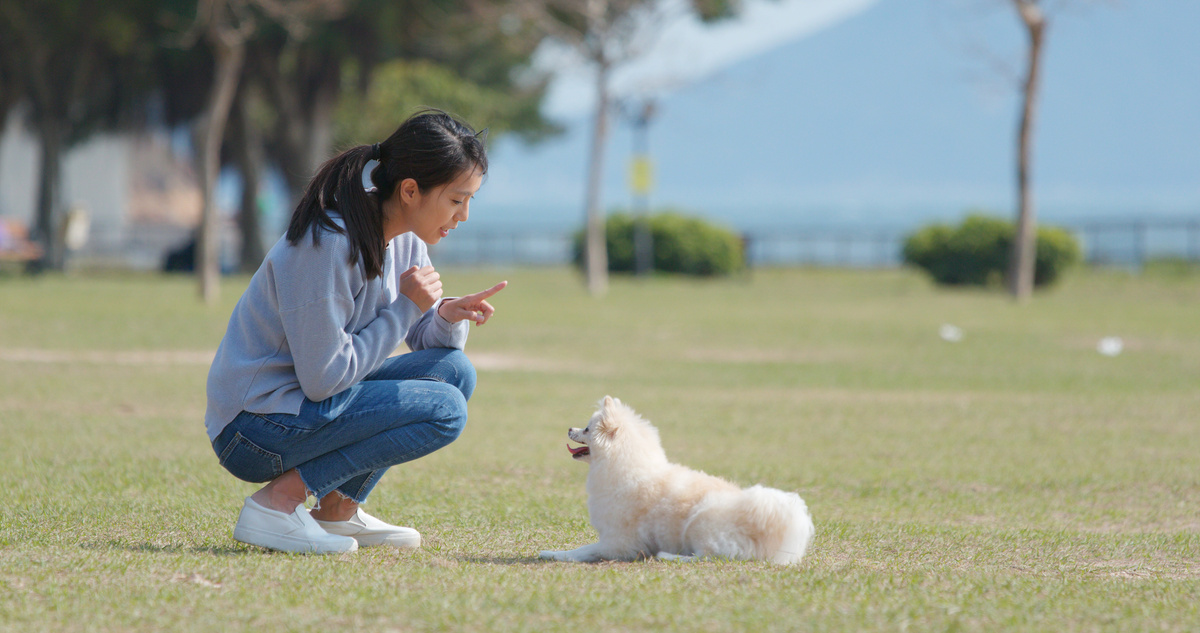 Mulher em parque adestrando cachorro