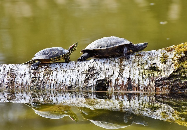 duas tartarugas em um tronco