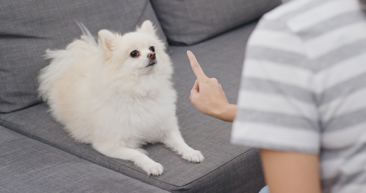 Cachorro branco sentado em sofá recebendo instrução do dono