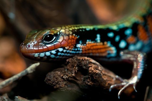 lagarto colorido