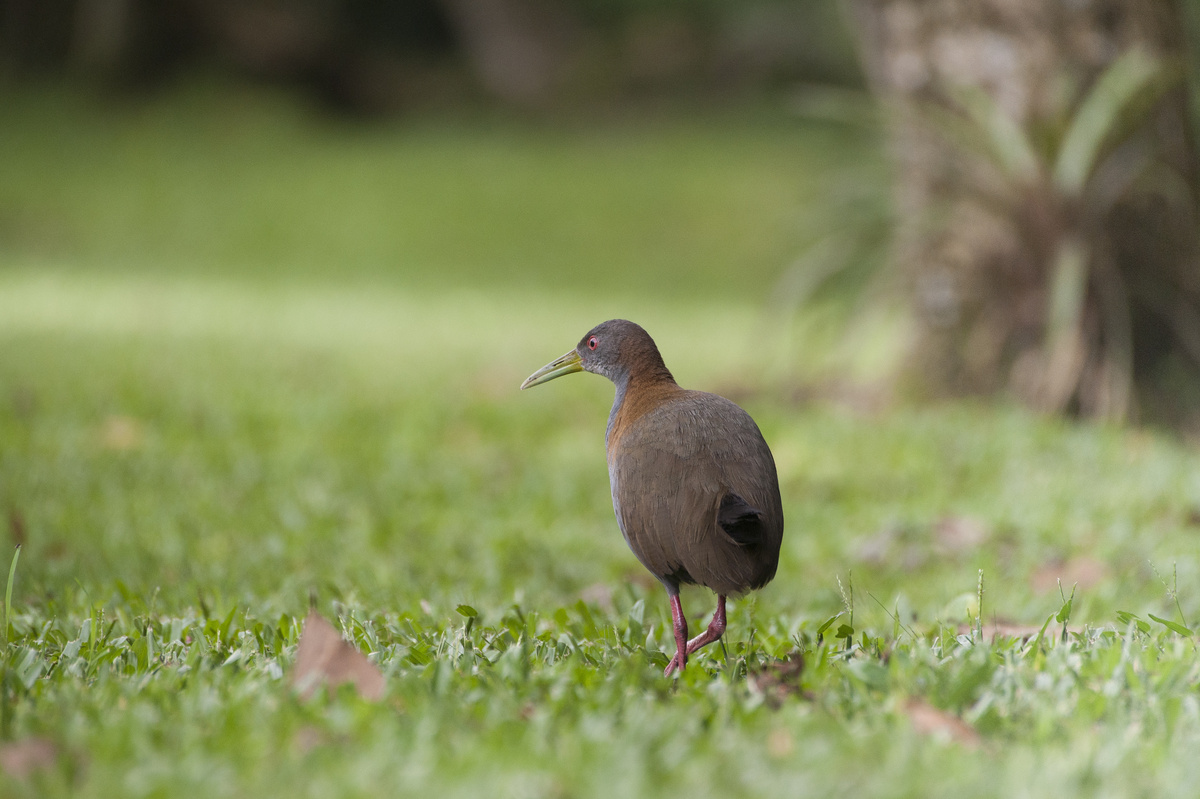 Pássaro saracura caminhando sobre a grama