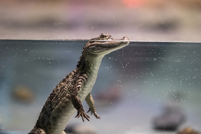 crocodilo filhote na água