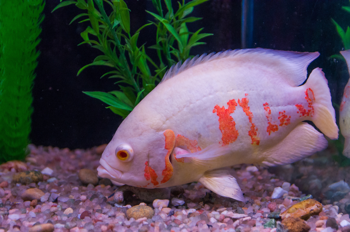 peixe oscar albino tigre