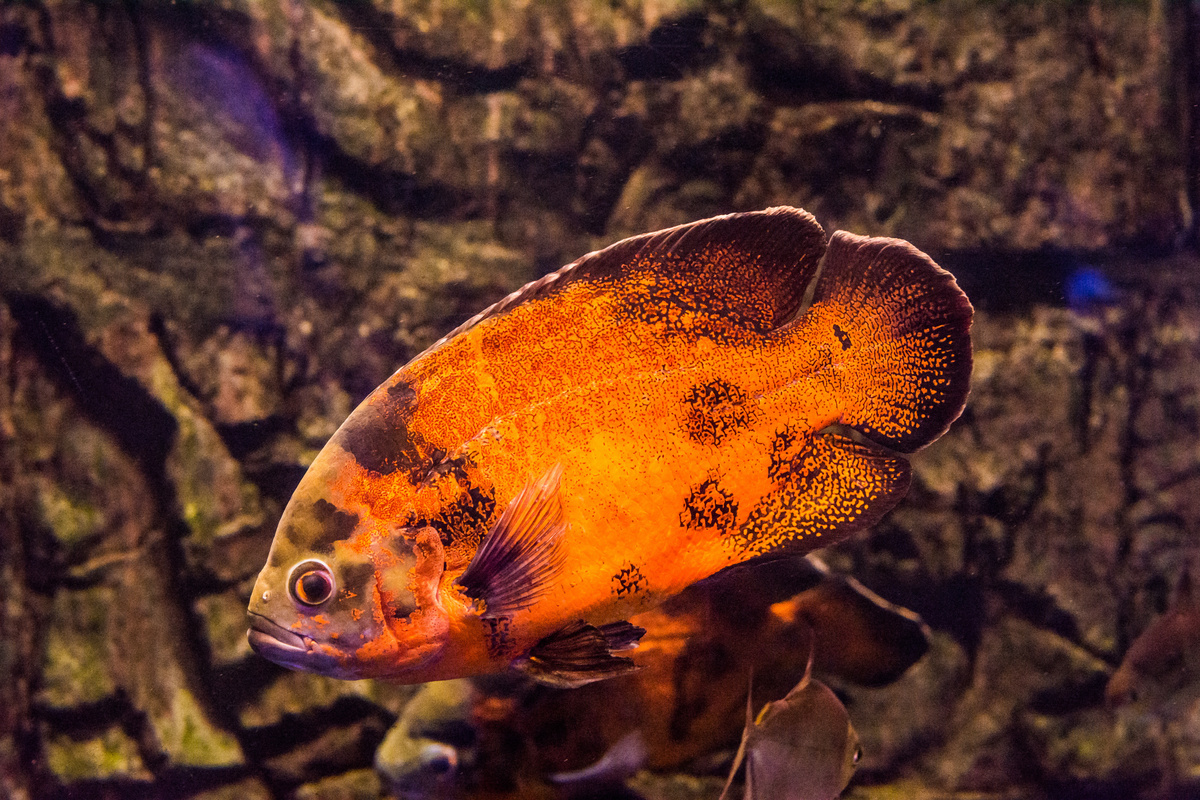 peixe oscar bronze