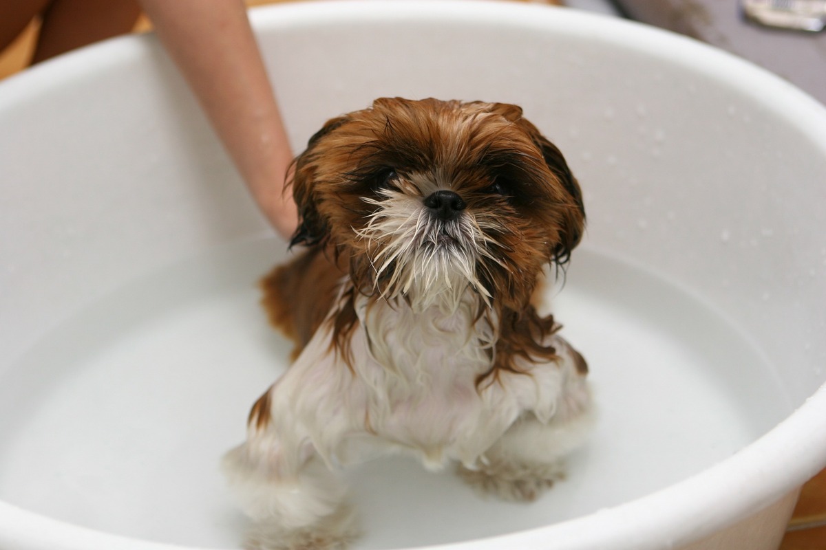 cachorro tomando banho como em petshop